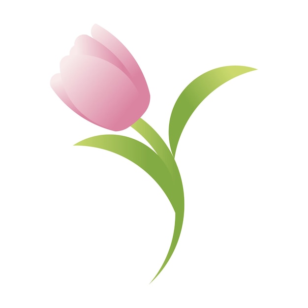 A Beautiful Tulip Flower Illustration