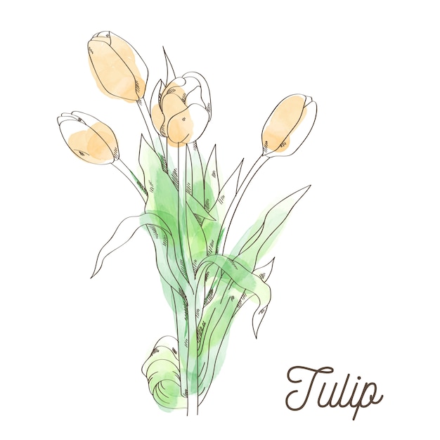 Beautiful tulip illustration on white background