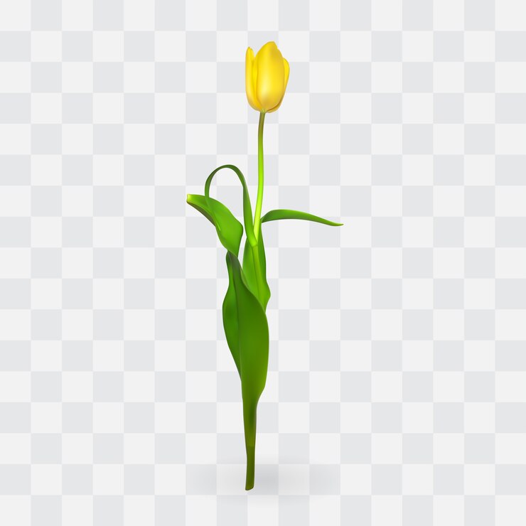 Vector beautiful tulips on transparent background. 