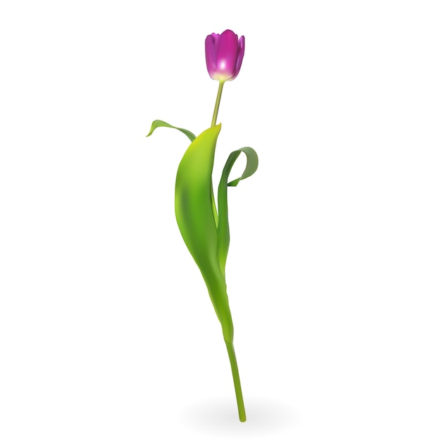 Vector beautiful tulips on white background.  illustration