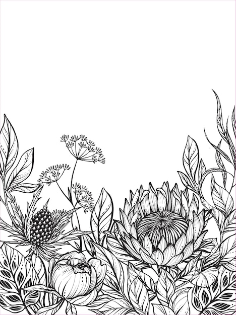 검은색과 흰색 피버위드 프로테아 모란 꽃과 잎이 있는 아름다운 벡터 프레임