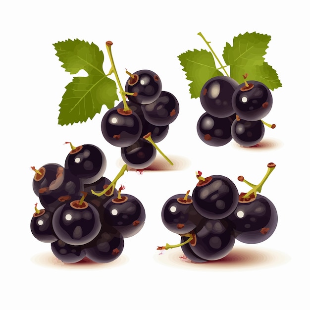 Beautiful vector illustration of black currants