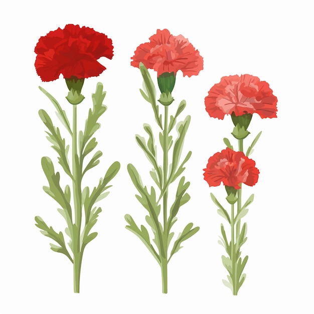 A beautiful vector illustration of a carnation flower in full bloom