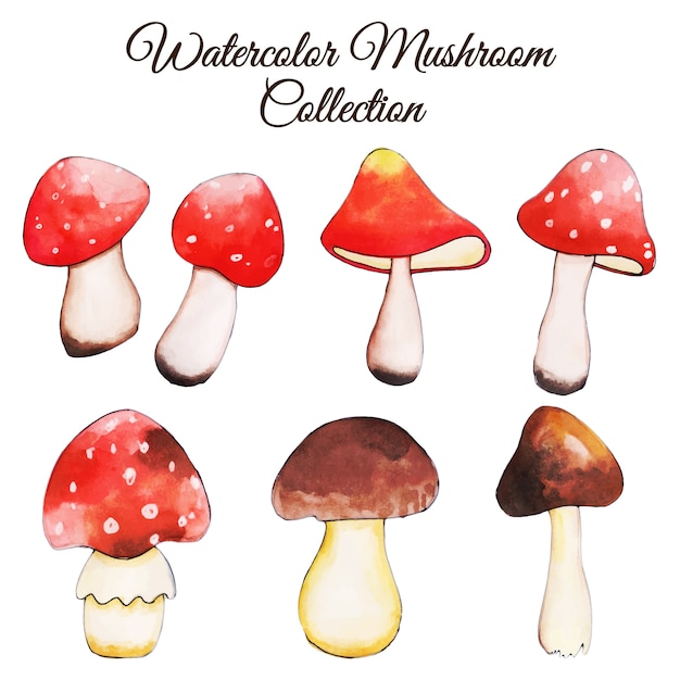 beautiful watercolor autumn mushroom collection
