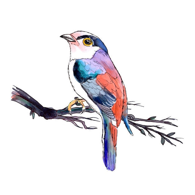 Beautiful Watercolor Bird