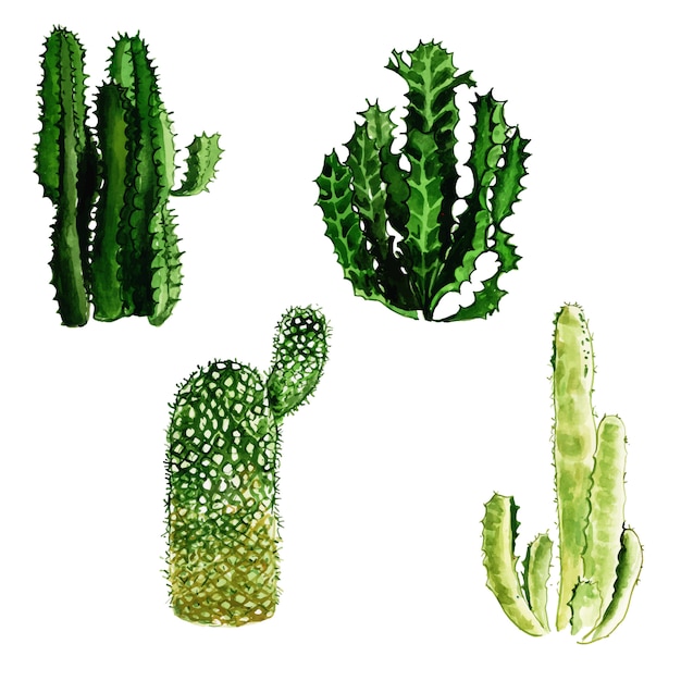 Bella collezione di cactus dell'acquerello