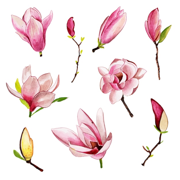 Vector beautiful watercolor floral and leaves collection