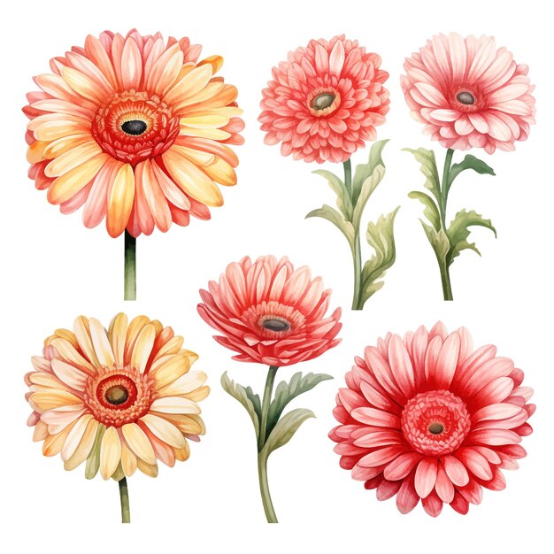 Vector beautiful watercolor gerbera daisy flowers clipart and leaves watercolor floral elements