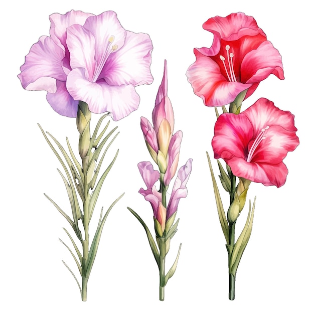 Vettore bellissimi acquerelli gladiolus fiori clipart e foglie elementi floreali acquerelli.