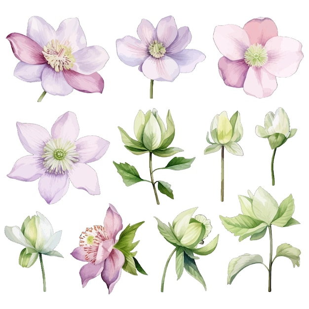 Vector beautiful watercolor hellebore flowers clipart and leaves watercolor floral elements