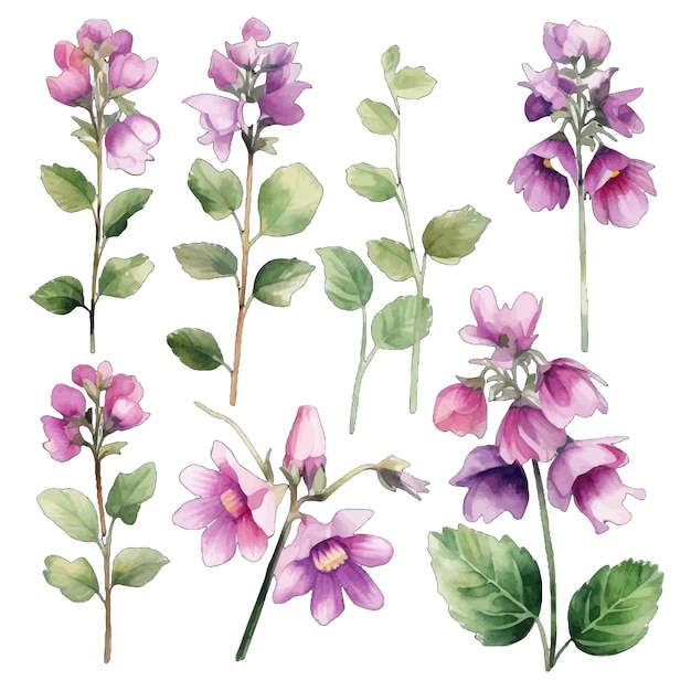 Vector beautiful watercolor lamium flowers clipart and leaves watercolor floral elements