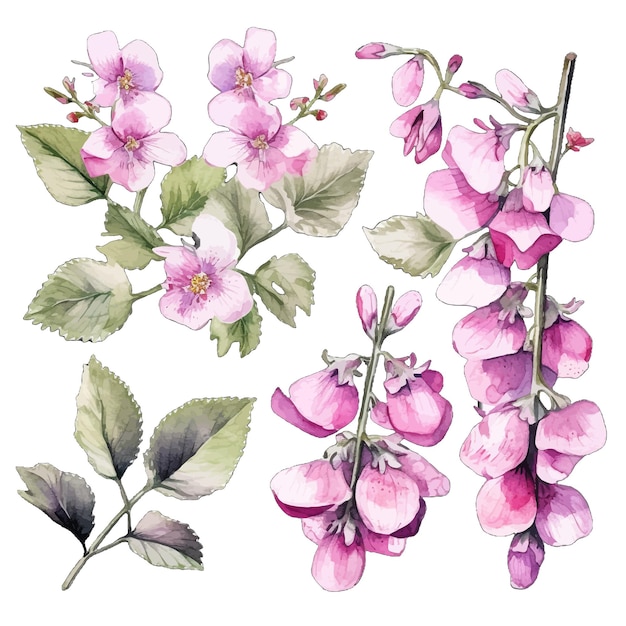 Vector beautiful watercolor lamium flowers clipart and leaves watercolor floral elements