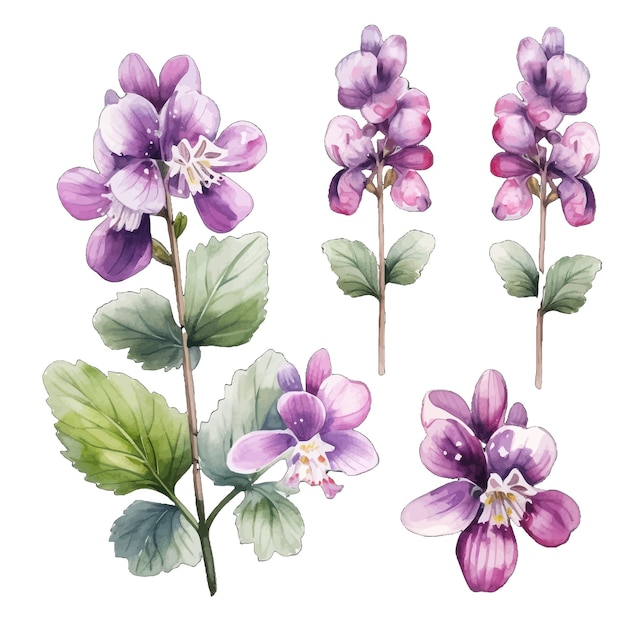 Vector beautiful watercolor lamium flowers clipart and leaves watercolor floral elements