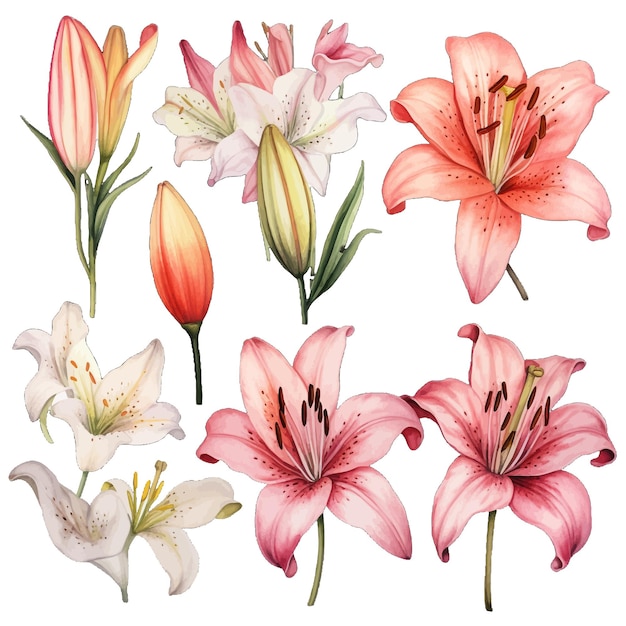 Beautiful watercolor Lilium flowers clipart and leaves watercolor floral elements