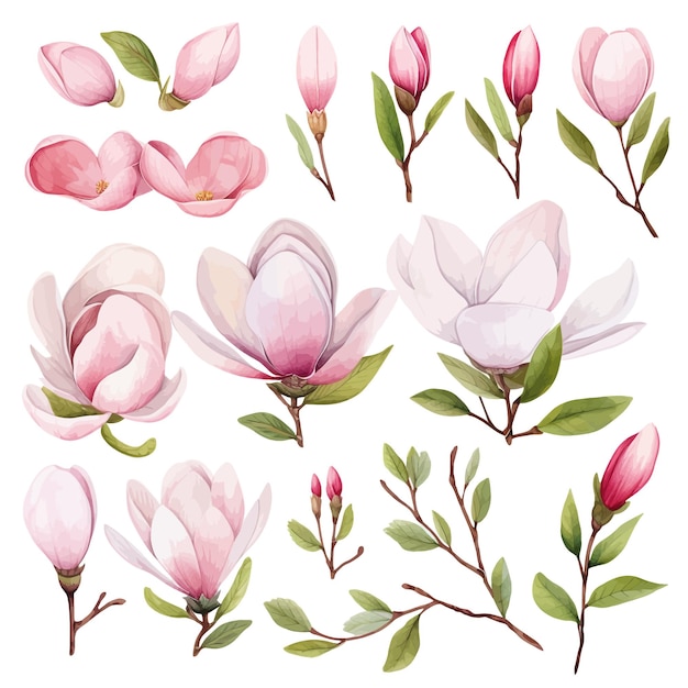 Vettore belle acquerelli magnolia fiori clipart e foglie acquerelli elementi floreali