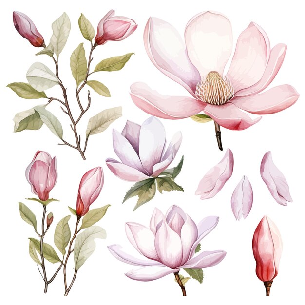 Beautiful watercolor Magnolia flowers clipart and leaves watercolor floral elements