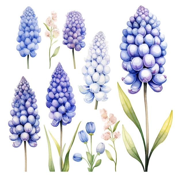 Beautiful watercolor muscari flowers clipart and leaves watercolor floral elements