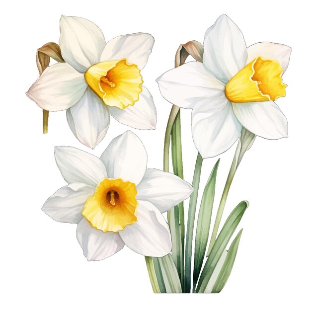 Vector beautiful watercolor narcissus flowers clipart and leaves watercolor floral elements
