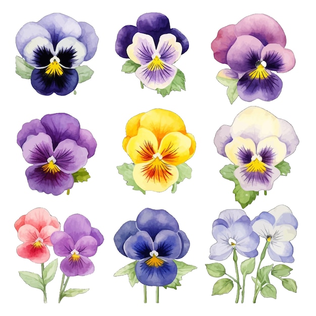 Vector beautiful watercolor pansy flowers clipart and leaves watercolor floral elements