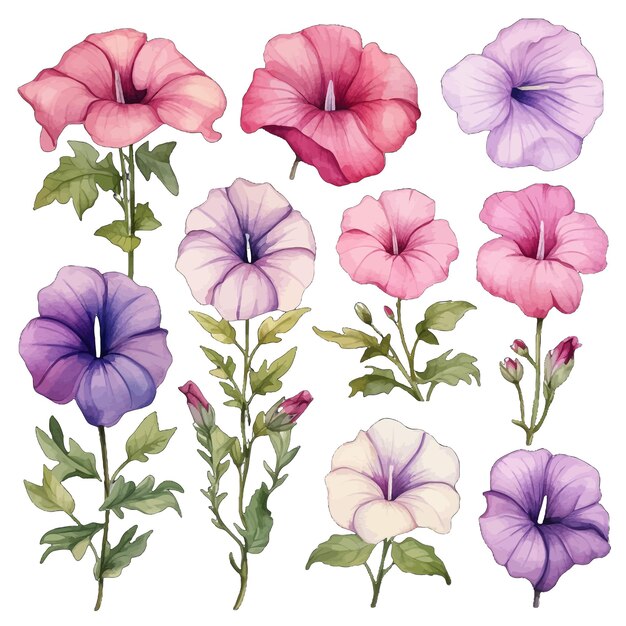 Vettore belle acquerelli petunia fiori clipart e foglie acquerelli elementi floreali