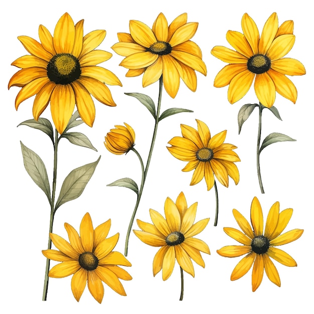 Beautiful watercolor rudbeckia flowers clipart and leaves watercolor floral elements