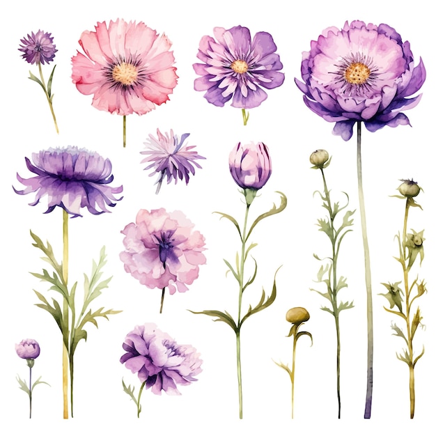 Vector beautiful watercolor scabiosa flowers clipart and leaves watercolor floral elements