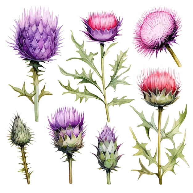 Vector beautiful watercolor thistle flowers clipart and leaves watercolor floral elements