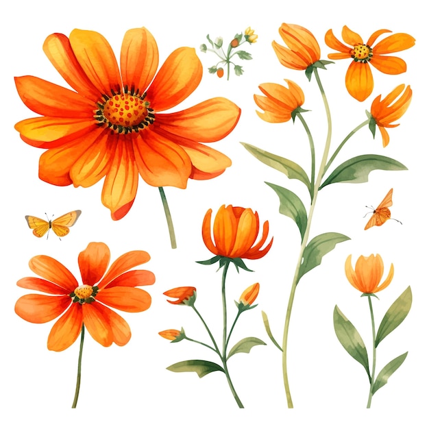 Vector beautiful watercolor tithonia flowers clipart and leaves watercolor floral elements