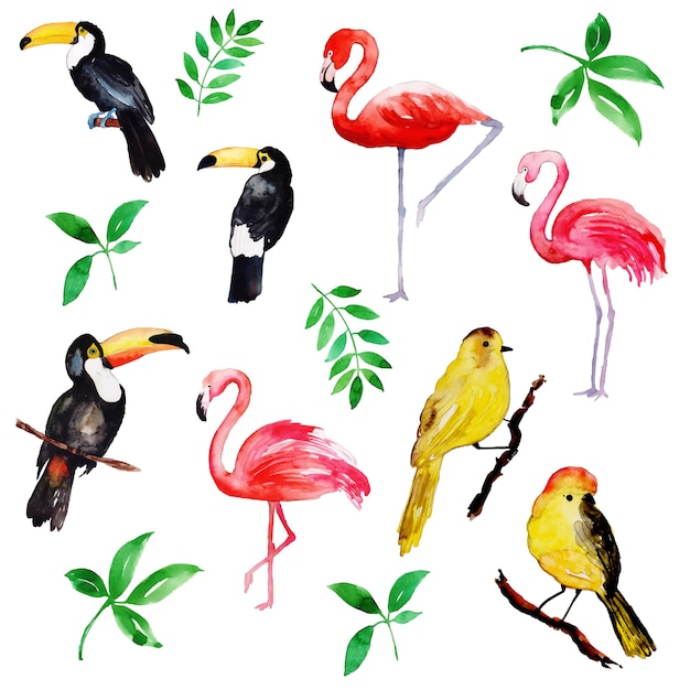 Vector beautiful watercolor tropical birds collection