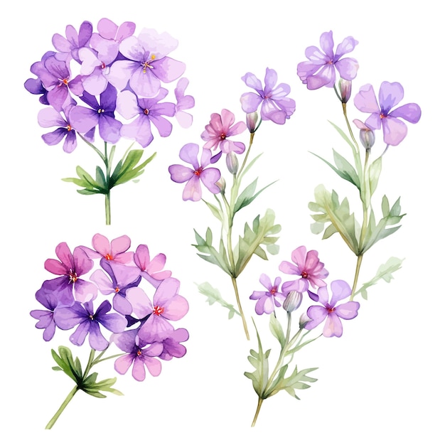 Beautiful watercolor Verbena flowers clipart and leaves watercolor floral elements