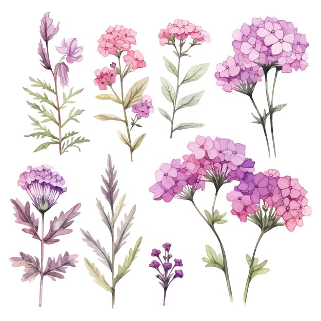 Belle acquerelli verbena fiori clipart e foglie acquerelli elementi floreali