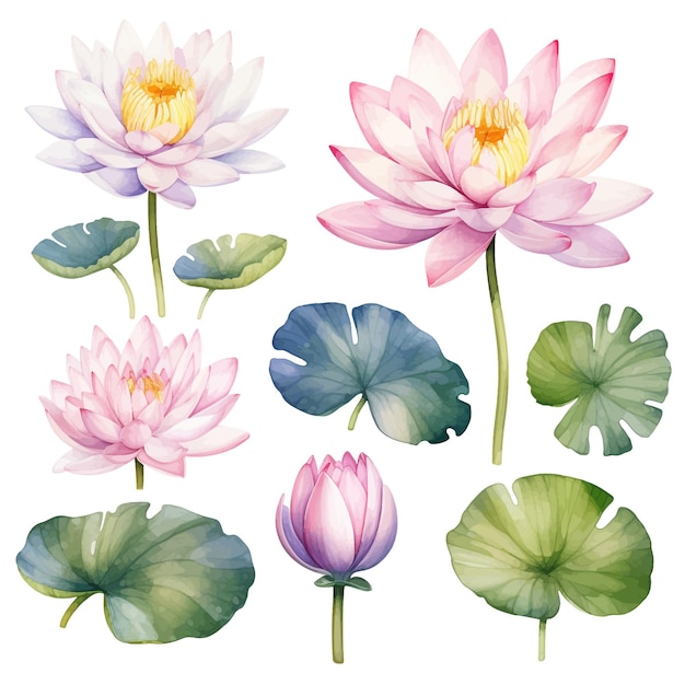 Premium Vector | Beautiful watercolor water lily flowers clipart and ...