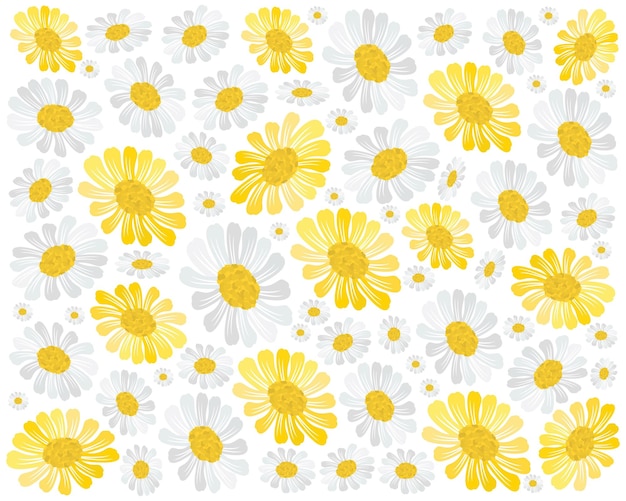 아름 다운 노란색과 흰색 코스모스 꽃 배경