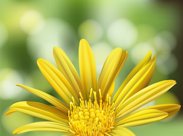 Vector a beautiful yellow daisy on nature background