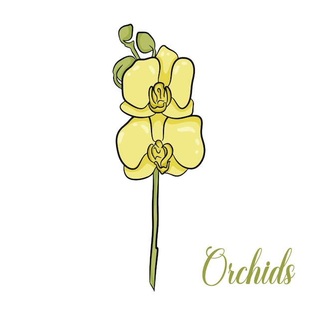 Bella fioritura gialla orchidea illustrazione vettoriale