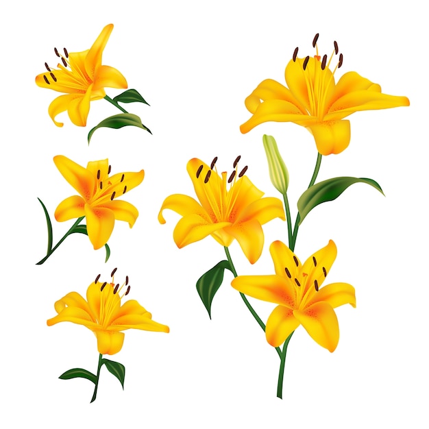 Beautiful yellow lily flowers. Realistic Elements for Labels of Cosmetic Skin Care Product .   Illustration