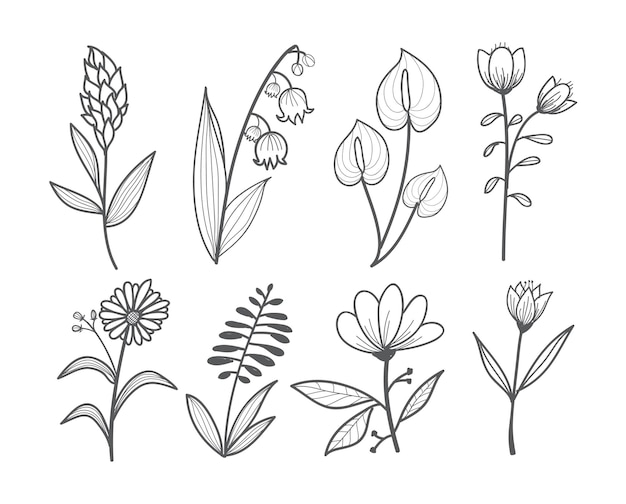 BeautifulSet of Various Flowers Doodle Collections