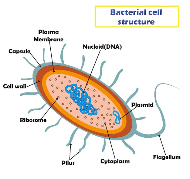 Vector becteria-celstructuur, onderwijs en studie voor studenten biologie en geneeskunde. vectorillustratie.