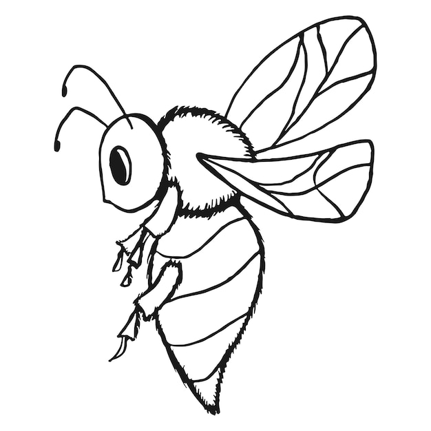 Vector bee drawing for coloring book