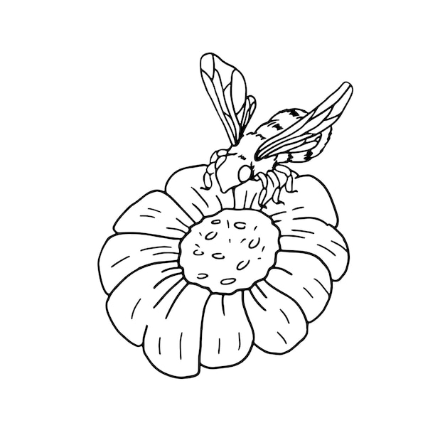 Bee on a flower in doodle style Hand drawn illustration