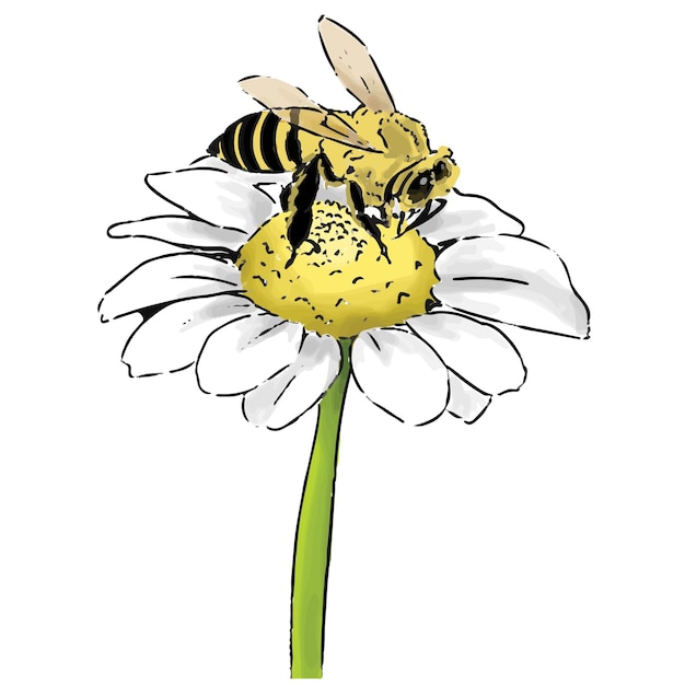 Vector bee and the flower