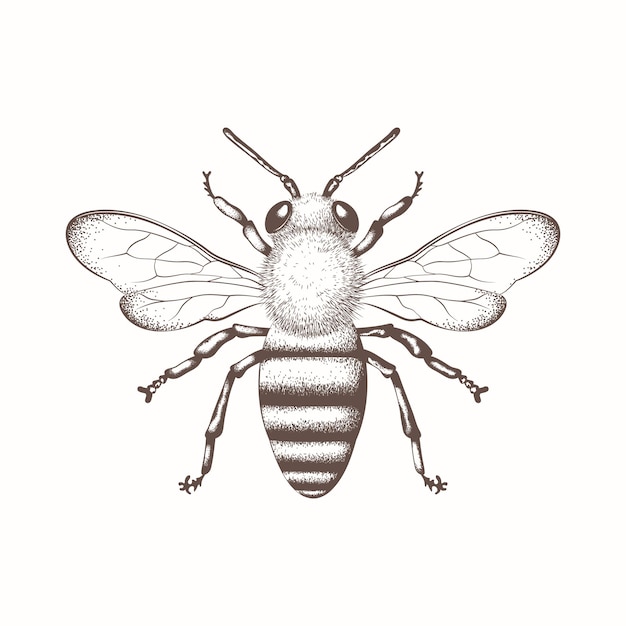 Bee honey bee Naturalistic scientific botanical engraved illustration vector drawing