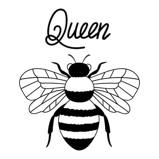 Vector bee queen outline drawing line vector illustration isolated on white background