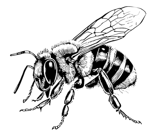 Ручной рисунок пчелы сбоку векторная иллюстрация