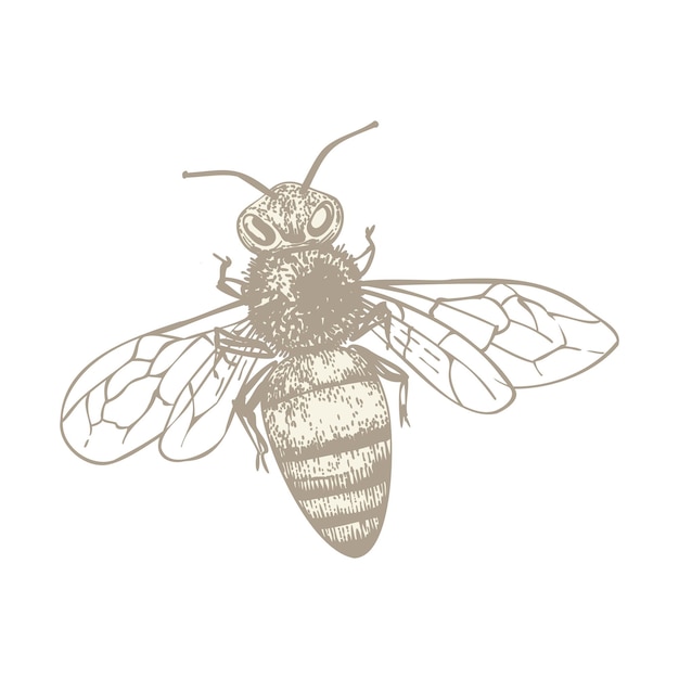 bee vinatge vector