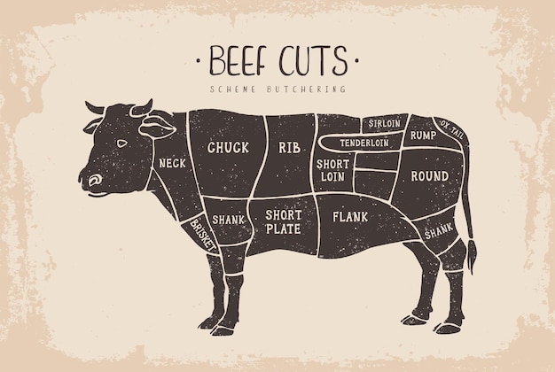 Vector beef cuts poster butcher diagram for groceries meat stores butcher shop