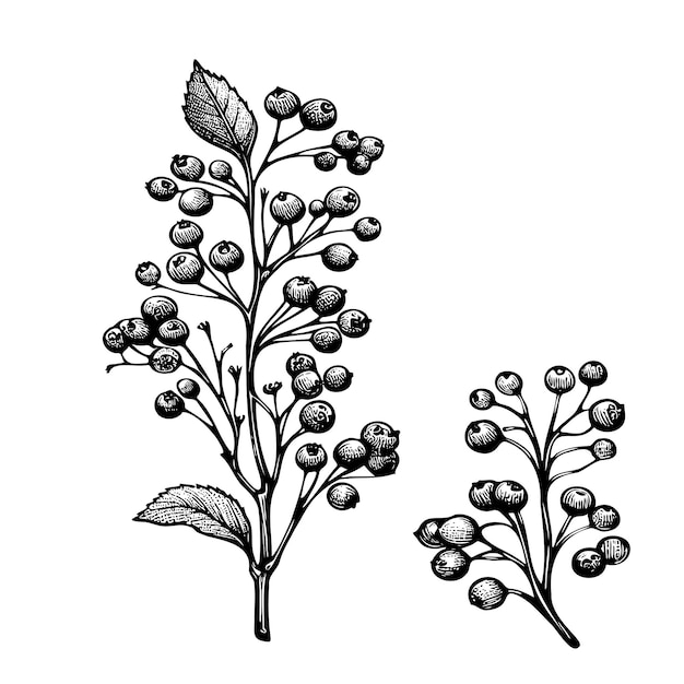 Vector beeld is een zwart-witte tekening van twee takken van een plant met bessen