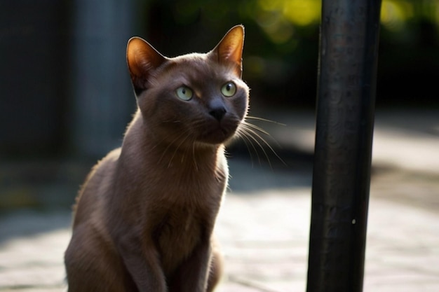 Vector beeld van een kitten