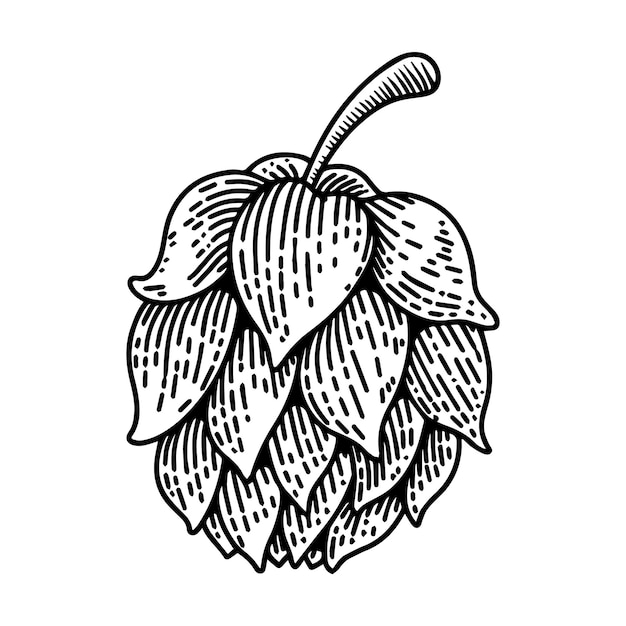 Vettore illustrazione del luppolo della birra su sfondo bianco elemento di design per il segno dell'emblema dell'etichetta del logo illustrazione vettoriale