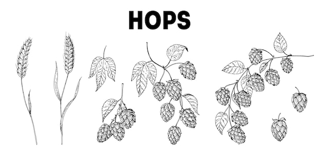 beer ingredients vector illustration vintage design brewery design elements beer hop illustration hand drawn sketch design